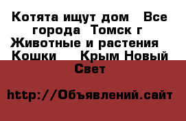 Котята ищут дом - Все города, Томск г. Животные и растения » Кошки   . Крым,Новый Свет